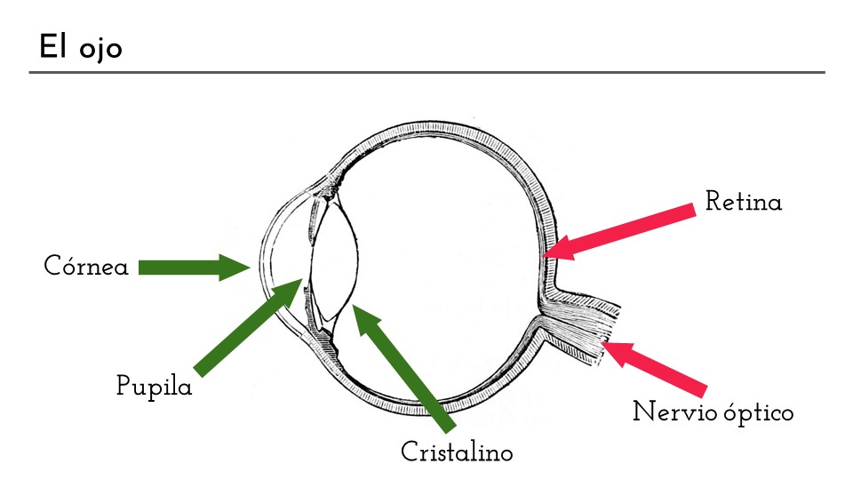 Diapositiva con el esquema de un ojo. Diferenciamos dos partes, la óptica (córnea, pupila y cristalino) de la sensorial (retina y nervio óptico)
