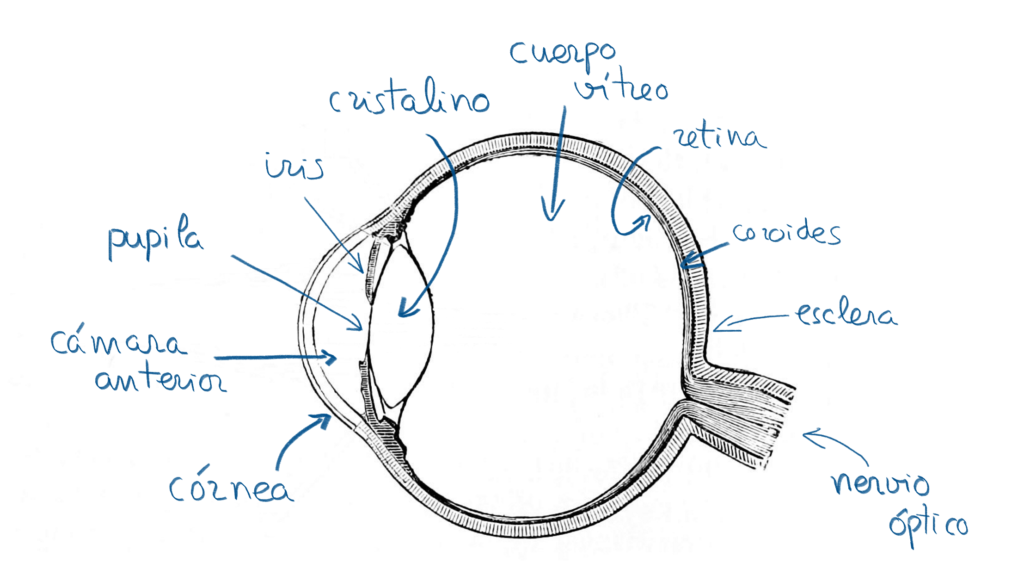Anatomía del ojo humano. Esquema del ojo en el que se señalan las diferentes estructuras descritas en el artículo: córnea, cámara anterior, pupila, iris, cristalino, cuerpo vítreo, retina, coroide, esclera y nervio óptico